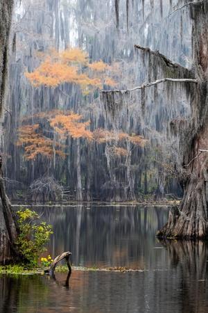 Photographic Print, , small