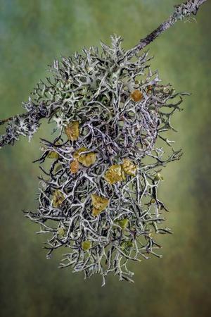 Photographic Print, , small