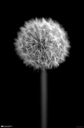 Poster, , small