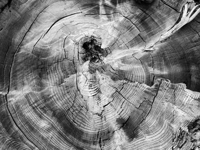 Photographic Print, , small