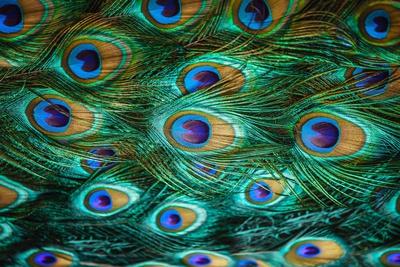 Photographic Print, , small