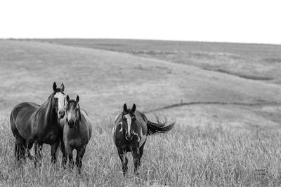 Photographic Print, , small