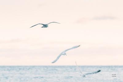 Photographic Print, , small