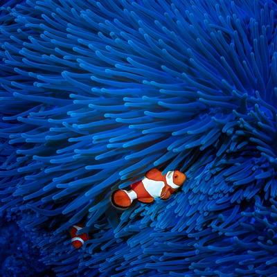 Photographic Print, , small