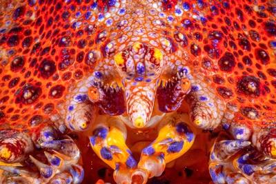 Photographic Print, , small