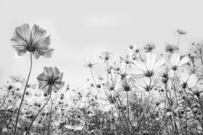 Photographic Print, , small