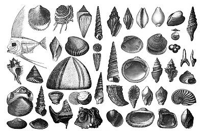 Photographic Print, , small