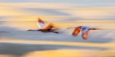 Photographic Print, , small