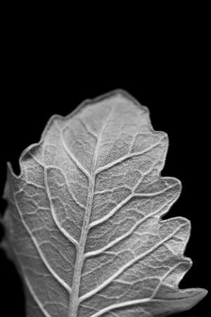 Photographic Print, , small