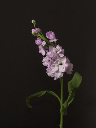 Photographic Print, , small
