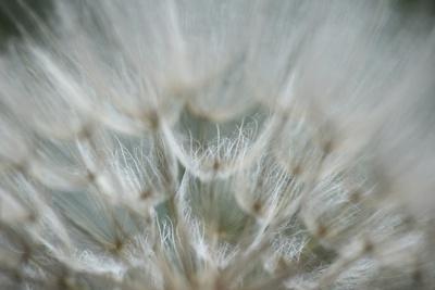 Photographic Print, , small