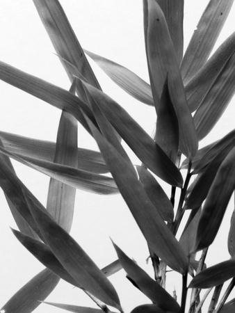 Photographic Print, , small
