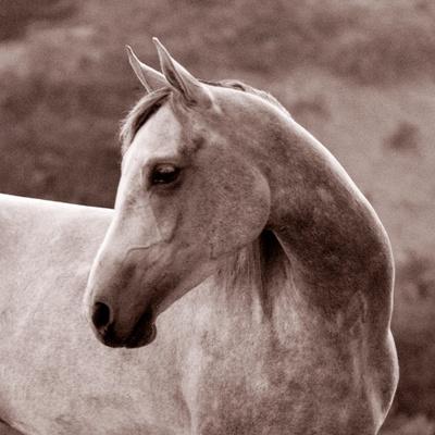 Photographic Print, , small