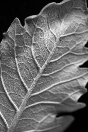 Photographic Print, , small