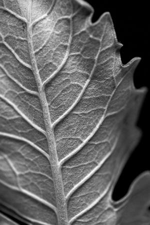 Photographic Print, , small