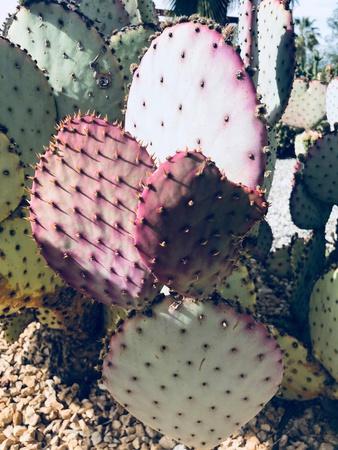 Photographic Print, , small