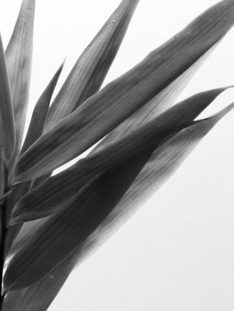 Photographic Print, , small