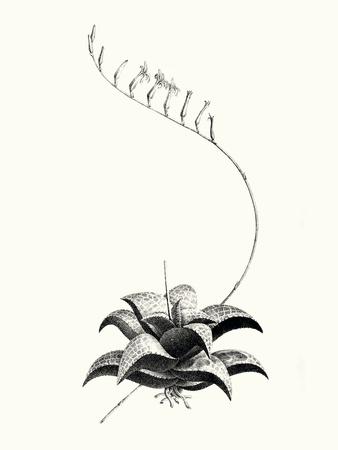 Art Print, , small