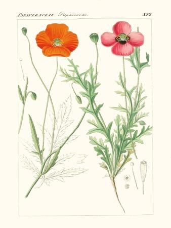 Art Print, , small