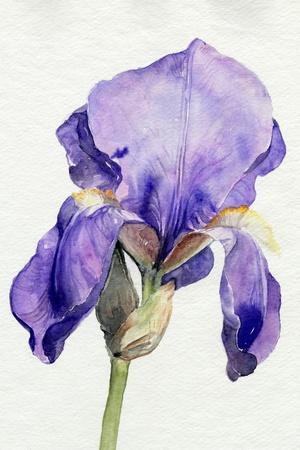Art Print, , small