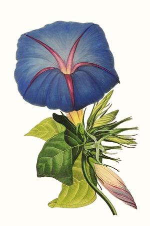 Art Print, , small