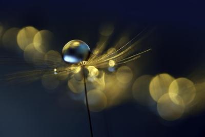 Photographic Print, , small