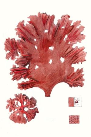 Art Print, , small