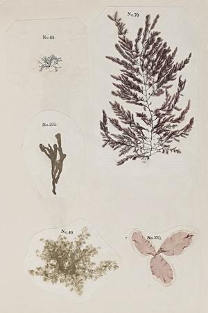 Art Print, , small