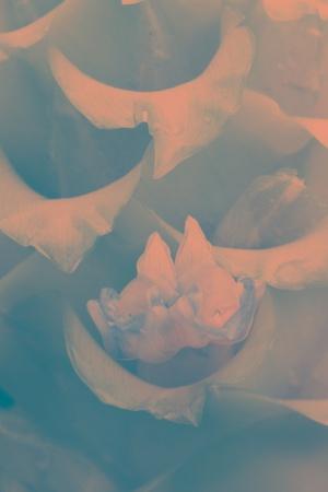 Photographic Print, , small