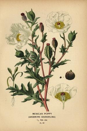 Giclee Print, , small