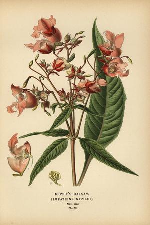 Giclee Print, , small