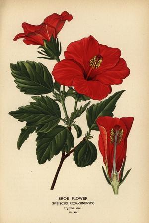 Giclee Print, , small