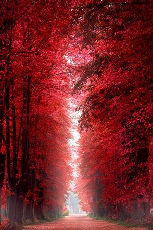 Photographic Print, , small