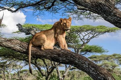 Photographic Print, , small