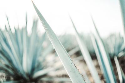 Photographic Print, , small