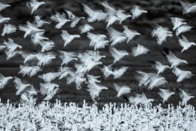 Photographic Print, , small