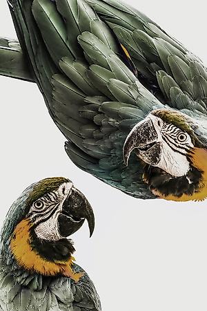 Giclee Print, , small