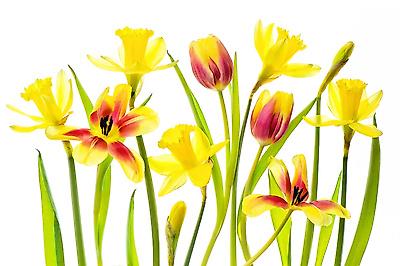 Giclee Print, , small