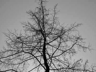 Photographic Print, , small