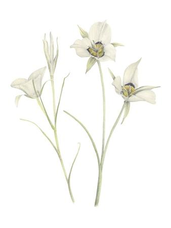 Art Print, , small