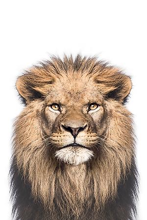 Art Print, , small