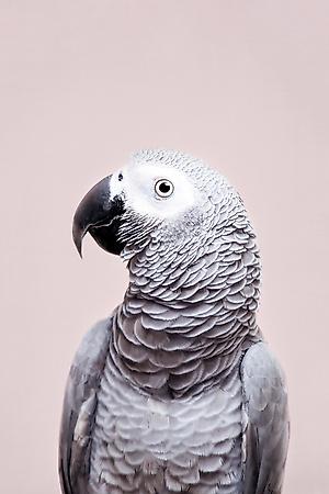 Art Print, , small