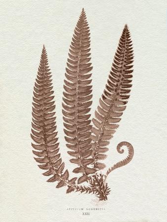 Art Print, , small