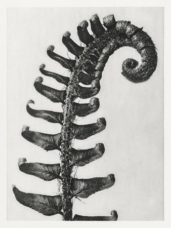 Photographic Print, , small