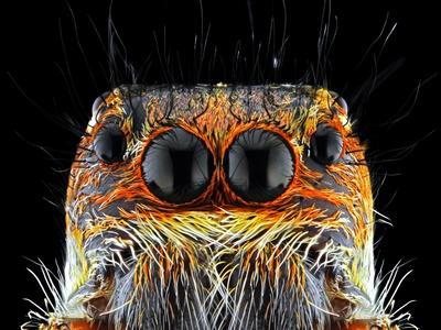 Photographic Print, , small