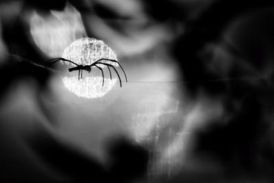 Photographic Print, , small