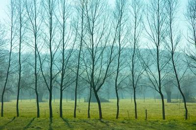 Photographic Print, , small
