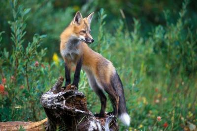 Photographic Print, , small