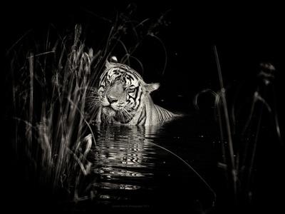 Photographic Print, , small
