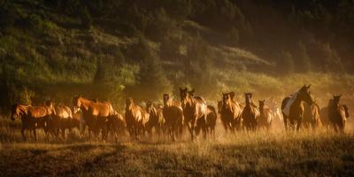 Photographic Print, , small
